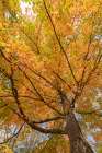 USA, Michigan, Ottawa National Forest. Scenic of maple tree foliage in autumn. Art Print